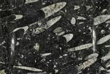Fossil Orthoceras & Goniatite Square Plate - Stoneware #140300-1